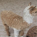 上海動物園羊駝出售,寵物羊駝