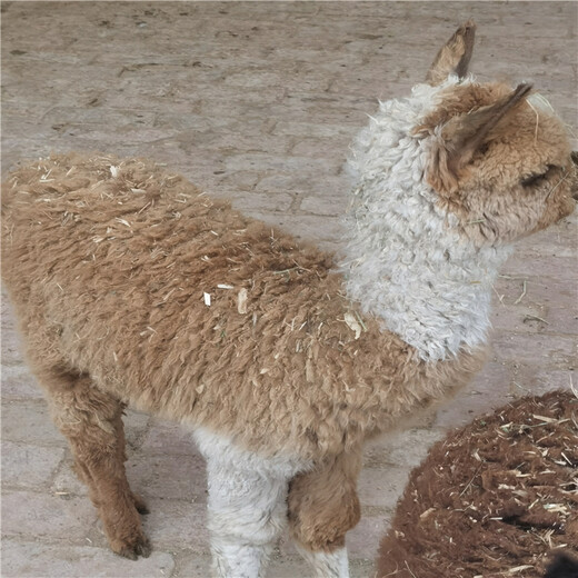 天津观赏羊驼幼崽多少钱一只