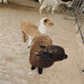 云南观赏羊驼出售,宠物羊驼