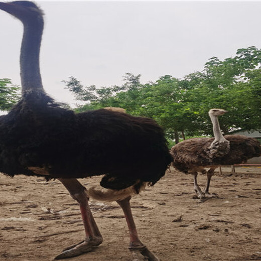 杭州哪里有鸵鸟养殖场出售非洲鸵鸟苗多少钱一只