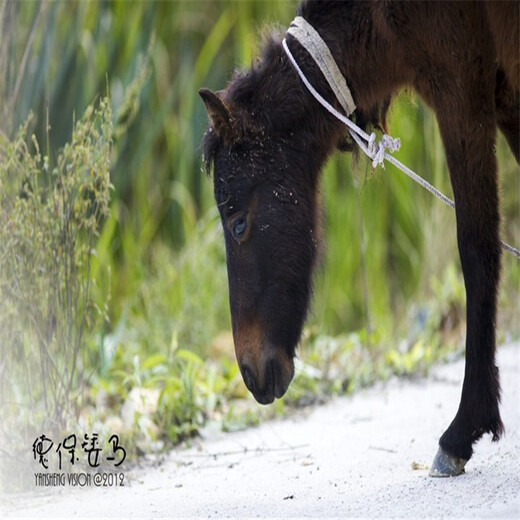 金禾畜牧进口设特兰矮马,北京海淀矮马宠物