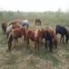 金禾畜牧进口设特兰矮马,湖北宠物矮马养殖利润