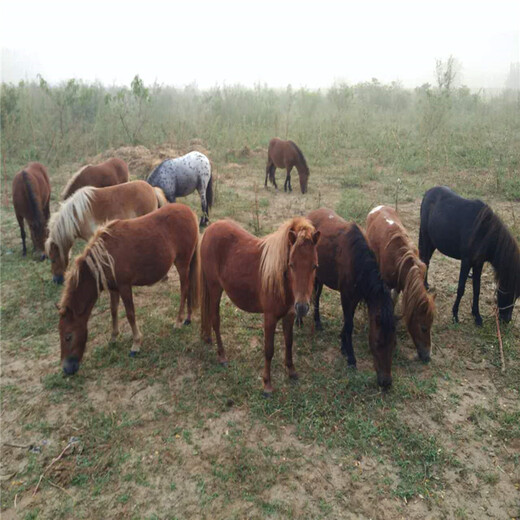 金禾畜牧矮脚马,上海闸北矮马养殖基地