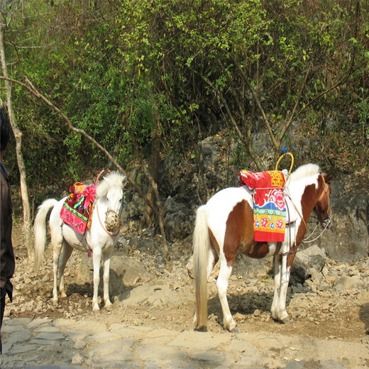 天津河北矮马进口矮马,儿童骑乘矮马