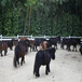 吉林寵物金禾畜牧矮馬養殖技術