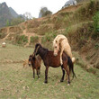 上海金山矮马宠物,儿童骑乘矮马图片