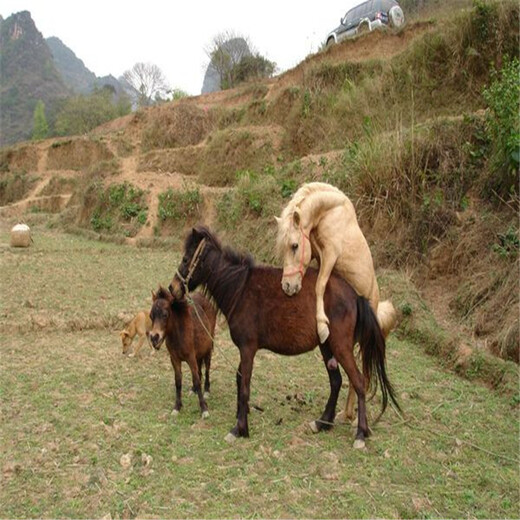 上海动物园金禾畜牧矮马养殖需要多少钱,进口设特兰矮马