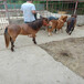 金禾畜牧儿童骑乘矮马,山西矮马养殖条件