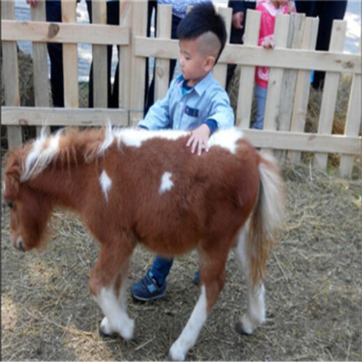 重庆城口矮马宠物,儿童骑乘矮马