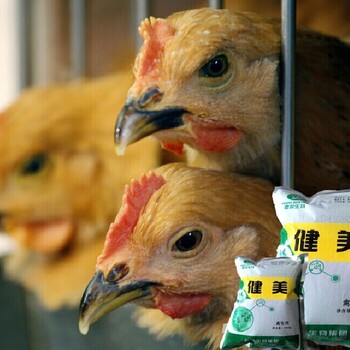 鸡有必要用益生菌吗？鸡用益生菌的好处？