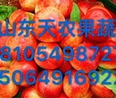 大量批发供应优质油桃