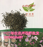 绵阳草籽卖绿化草种子商店图片1