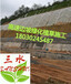 福建漳州南平挂三维网喷播植草绿化是什么价格
