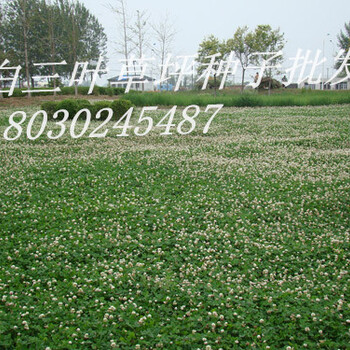 适合郑州地区绿化撒播的草坪种子