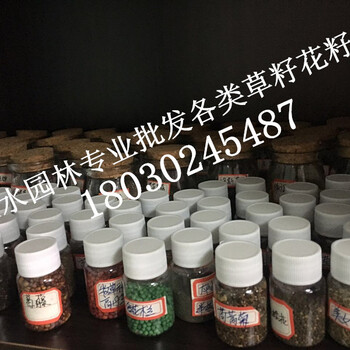 寧德公路護(hù)坡綠化草種脫殼狗牙根草種多少錢一斤