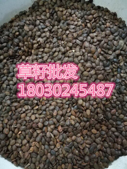 江西九江適合哪些綠化草種草籽生長(zhǎng)呢