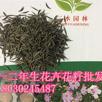 寧德護(hù)坡野花花種觀賞花卉種子播種技術(shù)