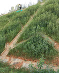生态防护灌木绿化种子批发自贡哪有卖