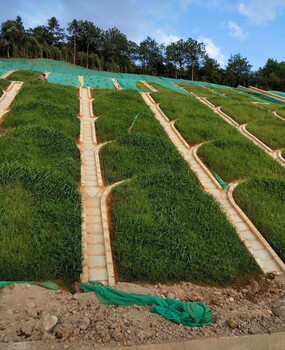 公路邊坡復綠常用草種花籽自貢倉庫供應