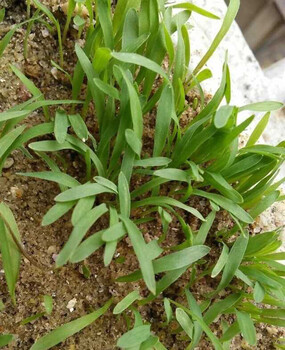 攀枝花能在礦渣石礫土上生長(zhǎng)的草種有哪些寬葉雀稗價(jià)格