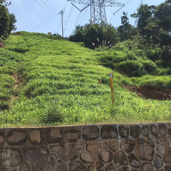 高速边坡常用植物种子百喜草成都质优