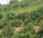 边坡采用灌木护坡绿化种子自贡常用种类