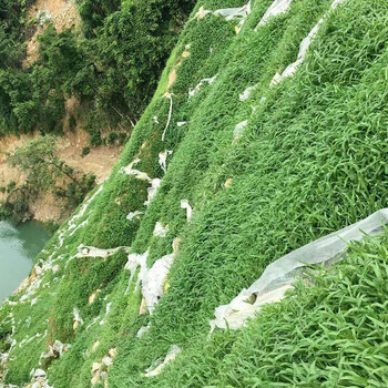 荒山边坡绿化草种植物遂宁哪有卖