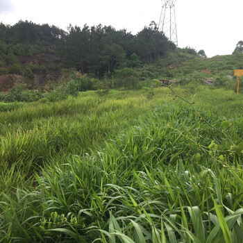 提供遂宁风力发电场绿化施工草种