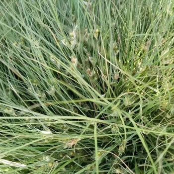 披堿草草種護(hù)坡綠化施工攀枝花