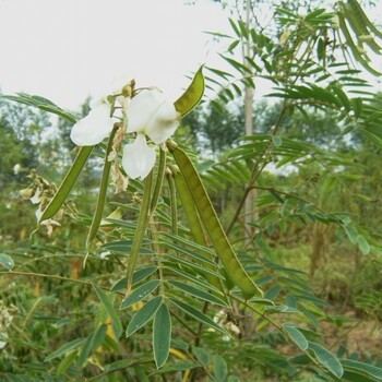 遂宁公路固土护坡灌木能手山毛豆种子价格