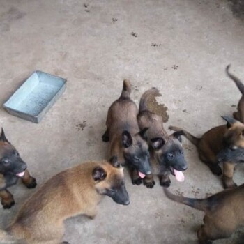 大理宾川县马犬价格狗场常年出售纯马犬幼犬