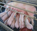 母猪产床价格图片