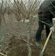 许昌朋桥苗圃红梅等各种果苗易成活量大从优图片