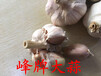 河北瑞峰大蒜增产40%、营养价值高