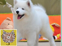 广东繁殖澳版微笑天使宝宝纯种健康萨摩耶幼犬出售图片5