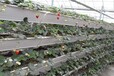 草莓立体种植槽,草莓立体种植架,A字型草莓架,草莓多层种植架