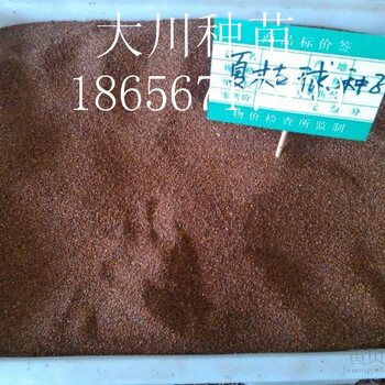 夏枯球種子