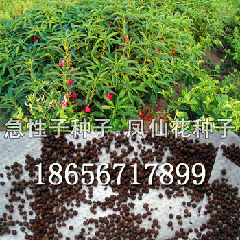 急性子價格/急性子批發(fā)/急性子種植效益