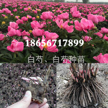 白芍种苗/白芍行情怎么样/白芍花好看吗图片