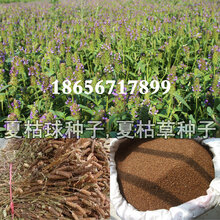 夏枯球种子图片