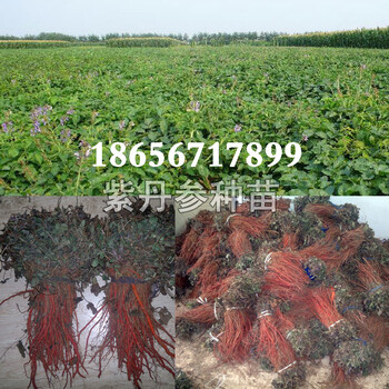 丹參苗紫丹參苗丹參苗價格丹參苗哪里買丹參苗批發(fā)