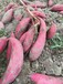红薯苗-大型红薯苗基地-大量供应红薯苗欢迎致电