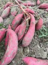 脱毒红薯苗自家大型基地-品种齐全苗粗苗壮抗病强