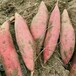 大型红薯苗基地-脱毒红薯苗-大量现货供应