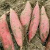 红薯苗基地-厂家高淀粉红薯苗