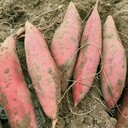 亩产万斤红薯苗-龙薯9红薯苗-西瓜红红薯苗大量供应