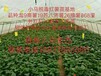 高产量高淀粉红薯苗