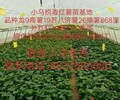 高淀粉脫毒紅薯種-龍薯9