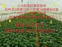 红薯苗-万亩脱毒红薯苗基地-红薯苗图片0