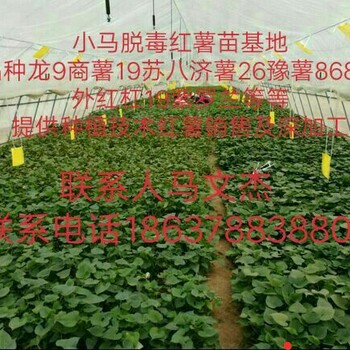 高淀粉紅薯苗西瓜紅紅薯苗